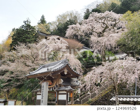 山梨県　満開の枝垂れ桜の鏡円坊　3月 124969526