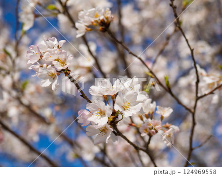 青空に映える満開の桜（神代曙・ジンダイアケボノ） 124969558
