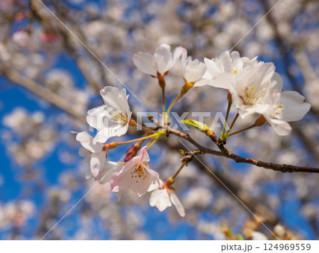 青空に映える満開の桜(神代曙・ジンダイアケボノ) 青空に映える満開の桜(神代曙・ジンダイアケボノ) 124969559