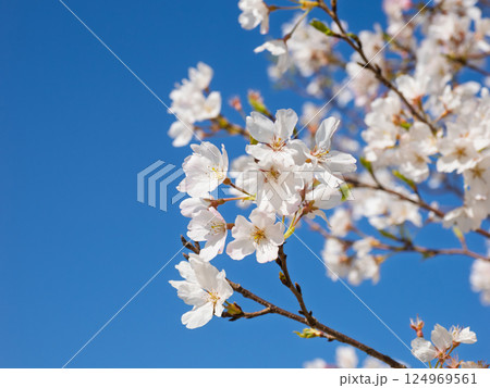 青空に映える満開の桜（神代曙・ジンダイアケボノ） 124969561