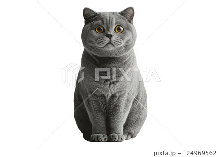 猫(png) 124969562