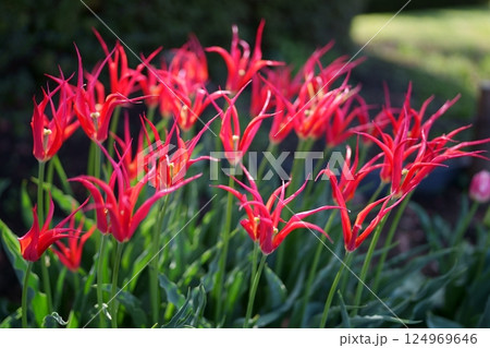 チューリップの花 124969646