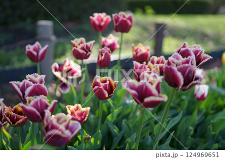 チューリップの花 124969651