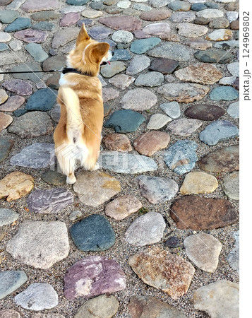 Rear view of a small red dog walking on a leash on the cobblestone sidewalk, tail raised merrily Rear view of a small red dog walking on a leash on the cobblestone sidewalk, tail raised merrily 124969802