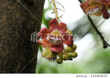 熱帯アメリカ原産の木の幹から花を咲かせる肉厚のオレンジ色の花弁に沢山の雄しべがつくホウガンノキ 124969828