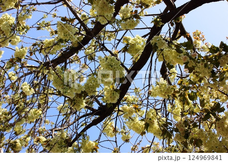 晴れ渡った日の妙正寺川沿いに咲くウコン桜（1） 124969841