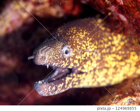 岩の中で休むウツボ 124969855