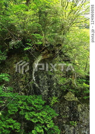 みたらい渓谷　新緑　奈良県 124969898