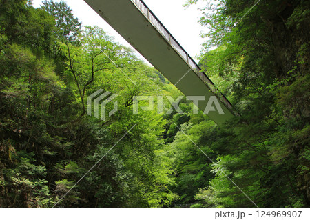 みたらい渓谷 新緑 奈良県 みたらい渓谷 新緑 奈良県 124969907