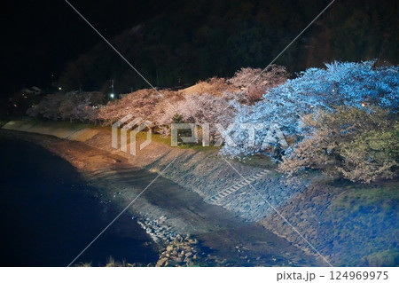 桜の季節の錦帯橋 桜の季節の錦帯橋 124969975