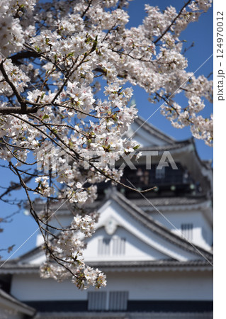 Cherry blossom in old castle park / 満開の桜の花と日本の戦国古城 124970012