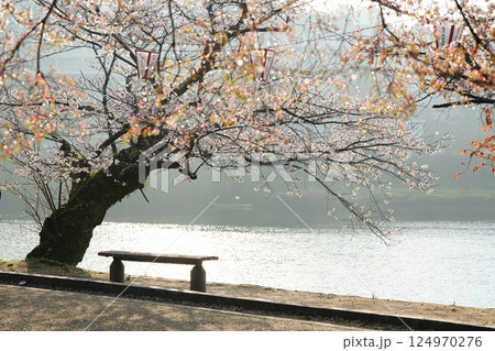 岩国錦帯橋の桜 岩国錦帯橋の桜 124970276