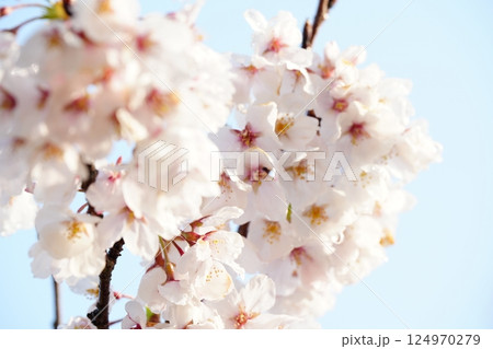 岩国錦帯橋の桜 岩国錦帯橋の桜 124970279