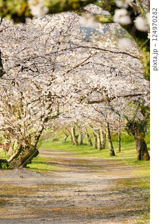 岩国錦帯橋の桜 岩国錦帯橋の桜 124970282