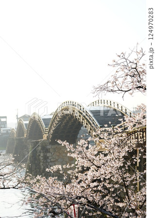 岩国錦帯橋の桜 124970283