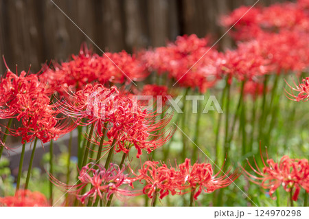 群生する彼岸花 124970298