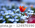 ネモフィラと赤いチューリップ 124970390