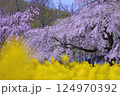 しだれ桜と菜の花 124970392