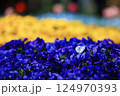 パンジーの花が咲き誇る公園 124970393