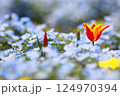 ネモフィラと赤いチューリップ 124970394