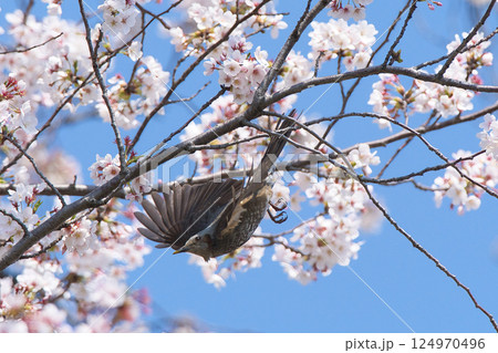 満開の桜の木を飛ぶヒヨドリ 満開の桜の木を飛ぶヒヨドリ 124970496