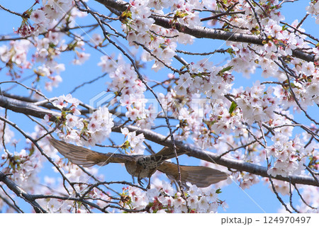 桜の木を飛ぶヒヨドリ 124970497