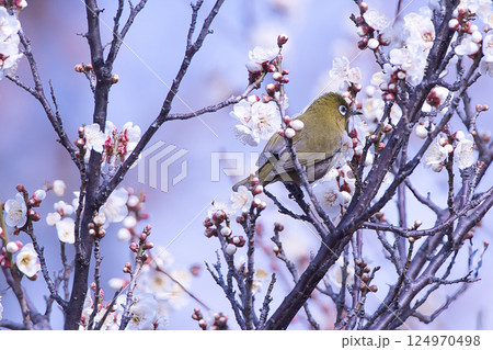 梅の花の蜜を吸うメジロ 124970498