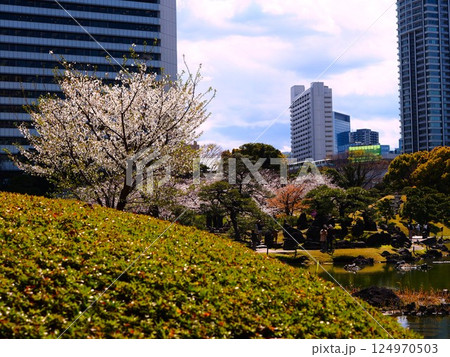 開花期を迎えた旧芝離宮恩賜庭園のサクラ 開花期を迎えた旧芝離宮恩賜庭園のサクラ 124970503