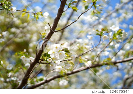 桜の花 124970544