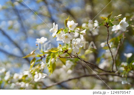 桜の花 桜の花 124970547