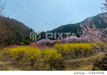 埼玉県比企郡小川町上古寺 花桃、山桜、サンシュユなどが咲く小川町の桃源郷 埼玉県比企郡小川町上古寺 花桃、山桜、サンシュユなどが咲く小川町の桃源郷 124970708
