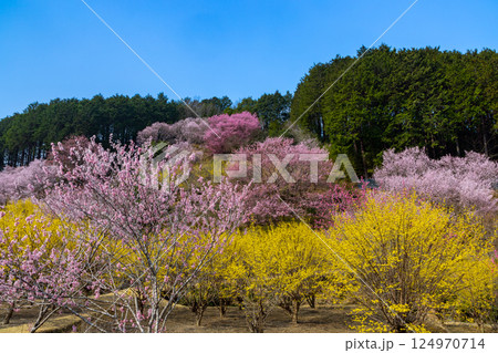 埼玉県比企郡小川町上古寺　花桃、山桜、サンシュユなどが咲く小川町の桃源郷 124970714