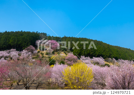 埼玉県比企郡小川町上古寺　花桃、山桜、サンシュユなどが咲く小川町の桃源郷 124970721