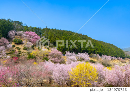 埼玉県比企郡小川町上古寺 花桃、山桜、サンシュユなどが咲く小川町の桃源郷 埼玉県比企郡小川町上古寺 花桃、山桜、サンシュユなどが咲く小川町の桃源郷 124970728