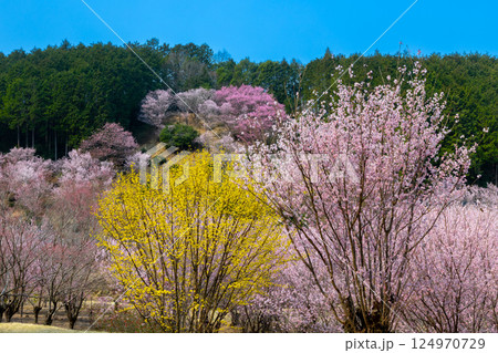 埼玉県比企郡小川町上古寺 花桃、山桜、サンシュユなどが咲く小川町の桃源郷 埼玉県比企郡小川町上古寺 花桃、山桜、サンシュユなどが咲く小川町の桃源郷 124970729