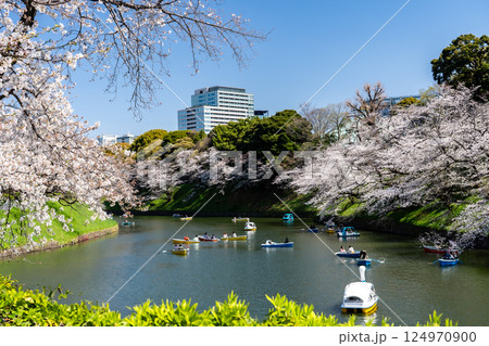 千鳥ヶ淵の満開の桜に癒されて 千鳥ヶ淵の満開の桜に癒されて 124970900