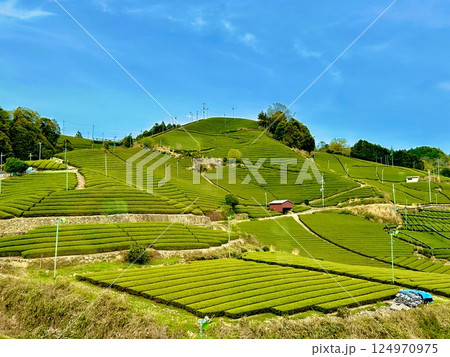石寺の茶畑 124970975