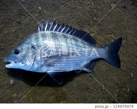 落し込み釣りで、黒鯛の若魚、カイズが釣れた 124970979