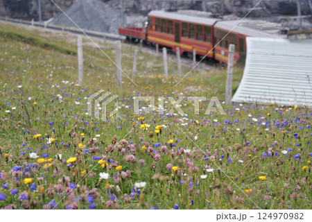 クライネ・シャイデックにて高原の花々を背にユングフラウ鉄道 124970982