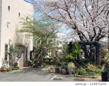 Cherry blossom in Europeanstyle garden / 欧風の庭園に咲く桜 Cherry blossom in Europeanstyle garden / 欧風の庭園に咲く桜 124971036