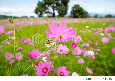 秋の陽差しをいっぱい浴びたピンクのコスモス 124971040