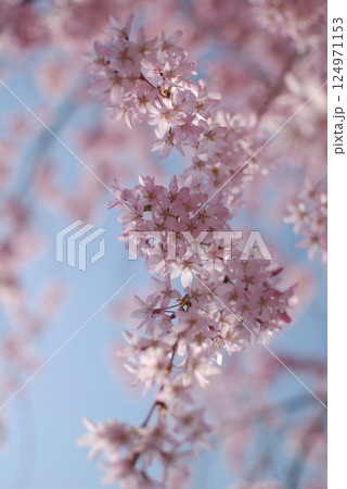The wild cherry's backlit photo / 逆光で仰ぎ見る山桜(紅しだれ桜) The wild cherry's backlit photo / 逆光で仰ぎ見る山桜(紅しだれ桜) 124971153