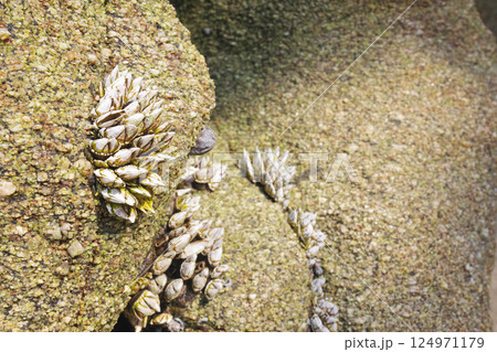 男木島灯台近くの海岸 男木島灯台近くの海岸 124971179