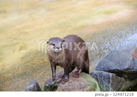 水族館のコツメカワウソ 水族館のコツメカワウソ 124971219