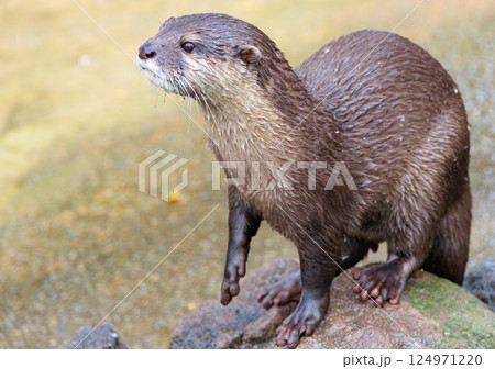 水族館のコツメカワウソ 水族館のコツメカワウソ 124971220