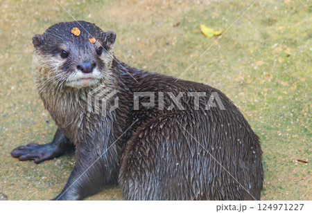 水族館のコツメカワウソ 水族館のコツメカワウソ 124971227