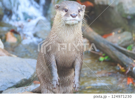 水族館のコツメカワウソ 124971230