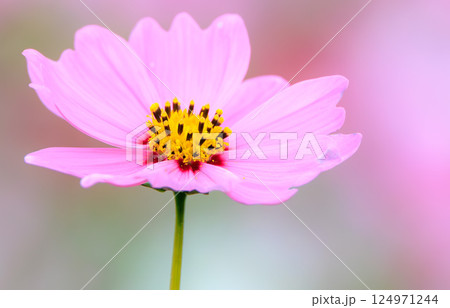 コスモスの花 コスモスの花 124971244