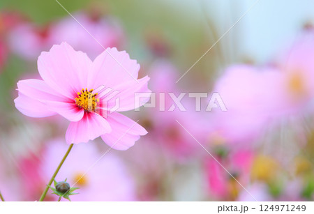 コスモスの花 コスモスの花 124971249