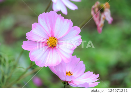 コスモスの花 コスモスの花 124971251